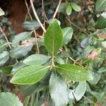 Catha edulis Φύλλο