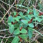 Hypericum fraseri Плід