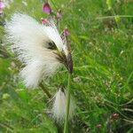 Eriophorum latifolium Květ