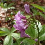 Cardamine pentaphyllos Квітка