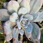 Echeveria laui Hoja