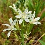 Ornithogalum narbonense Flower