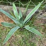 Agave vivipara Fuelha