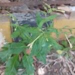 Nicotiana plumbaginifolia Blodyn