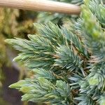 Juniperus squamata 葉