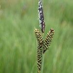 Carex nigra Fruto