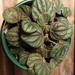 Peperomia albovittata Leaf