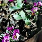 Alyssum cuneifolium Feuille