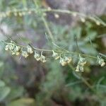 Artemisia abrotanum ফুল