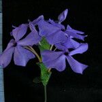 Eranthemum purpurascens Flower