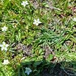 Arenaria biflora ফুল