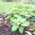 Nicandra physalodes Habit