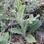 Hesperis laciniata 葉