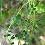 Coronilla minima Azala