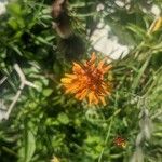 Crepis aurea 花