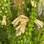 Erica discolor Flor