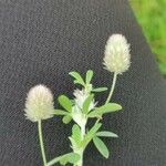 Trifolium arvenseЛіст