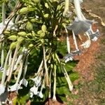 Nicotiana sylvestris Blomma