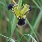 Iris tuberosa Kukka