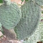 Opuntia microdasys Pokrój