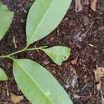 Sacoglottis gabonensis Folio