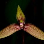 Bulbophyllum samoanum