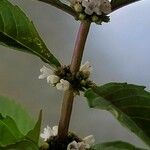 Lycopus uniflorus چھال