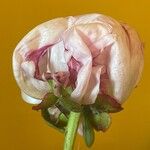 Paeonia lactiflora Λουλούδι