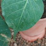 Ficus religiosa Folha