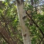 Betula populifolia Bark