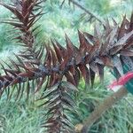 Araucaria angustifolia Hoja
