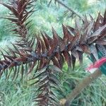 Araucaria angustifolia Leaf