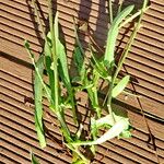 Crepis commutata List