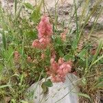 Rumex cyprius Flor
