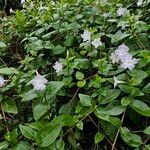 Vinca difformis Natur