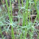 Hexaphylla hirsuta Leaf