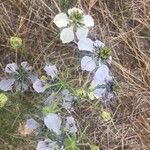 Nigella gallica Fiore