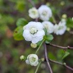 Spiraea prunifolia 花