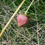 Trillium cernuum Fruit