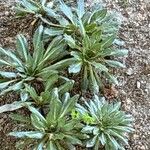 Carthamus rhaponticoides Hoja