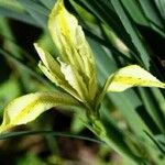 Iris grant-duffii Blomma