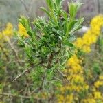 Cytisus galianoi Leaf