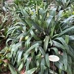 Vriesea glutinosa Leaf