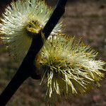 Salix caprea Flower