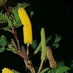 Vachellia collinsii Diğer