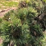 Pinus aristata पत्ता