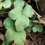 Adiantum raddianum Leaf