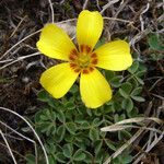 Oxalis macrantha Flor