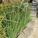 Carex buxbaumii Hábito