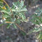 Euryops pectinatus Folio